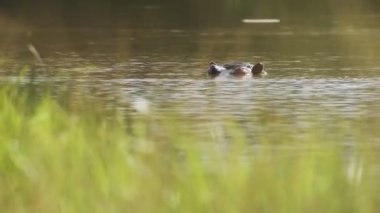 Hippo wallowing in a lake. African wildlife shot in Kenya