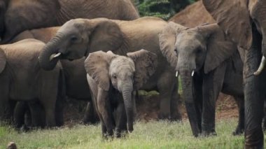 Baby elephant in a herd playing. Slow motion African wildlife