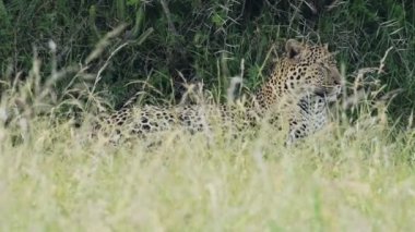 Leopard lying down cleaning itself. Slow motion African wildlife