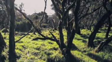 Mysterious Giant Heather forest in Aberdare National Park, Kenya. Aerial drone view, right to left