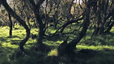 Mysterious magical Giant Heather forest in Aberdare National Park, Kenya. Aerial drone view past branches