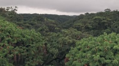 Drone flying past rainforest trees in Aberdare National Park, Kenya, Africa. Aerial view