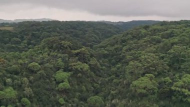 Drone flying through rainforest canopy in Aberdare National Park, Kenya, Africa. Aerial view