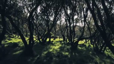 Mysterious magical forest of Giant Heather. Aerial drone view moving forwards