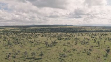 High aerial drone view of african savanna landscape in Laikipia, Kenya