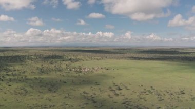 Aerial drone view of cattle in african savanna landscape in Laikipia, Kenya