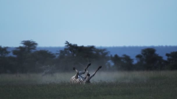 Zebra Rolling Dusty Grassland Kenyan Savannah Africa Dusk — Stockvideo
