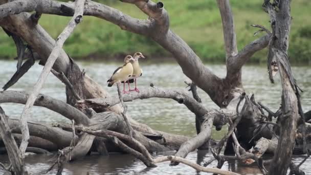 Couple Egyptian Goose Standing Dry Branches Tree Lying River Karama — Wideo stockowe