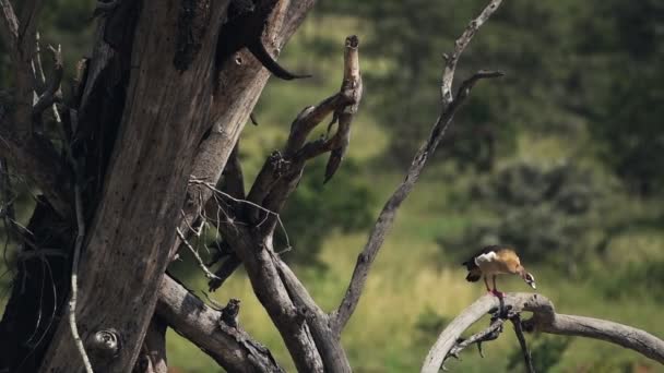 Pair Egyptian Goose Perched Branch Bare Tree Warm Weather Wide — Wideo stockowe