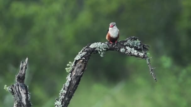 Grey Headed Kingfisher Perched Dry Branch Tree Fly Away Karama — 图库视频影像
