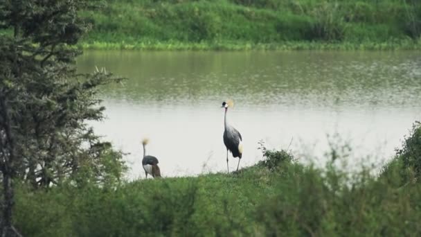 Grey Crowned Cranes Roaming Grassy Meadow Lake Kenya Slow Motion — Video Stock