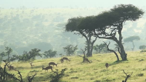 Herd Beautiful Impala Deer Feeding Green Grass Kenya Wide Shot — Video Stock