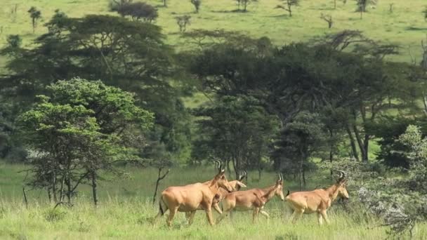 Herd Hartebeest Walking Meadows Safari Kenya Wide Shot — Vídeo de Stock