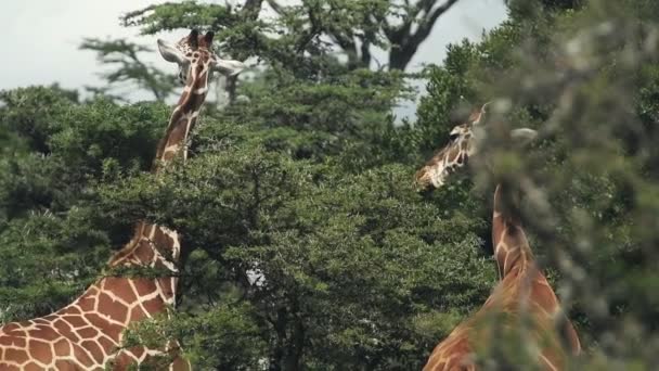 Beautiful Giraffes Kenya Feeding Lush Green Leaves Slowmo — ストック動画
