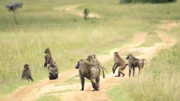 Troop Baboons Grassy Field Wilderness Kenya Hot Sunny Day Medium — Vídeos de Stock