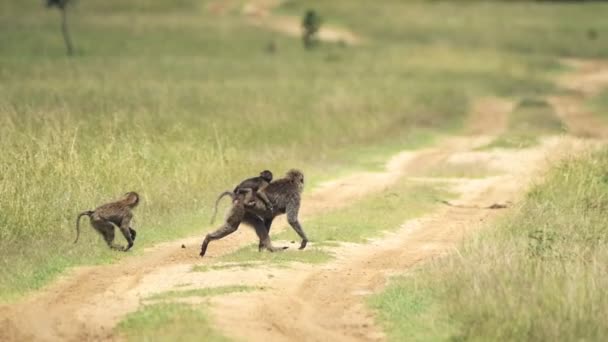 Family Black Baboons Crossing Dirt Road Going Grassland Warm Weather — Video Stock