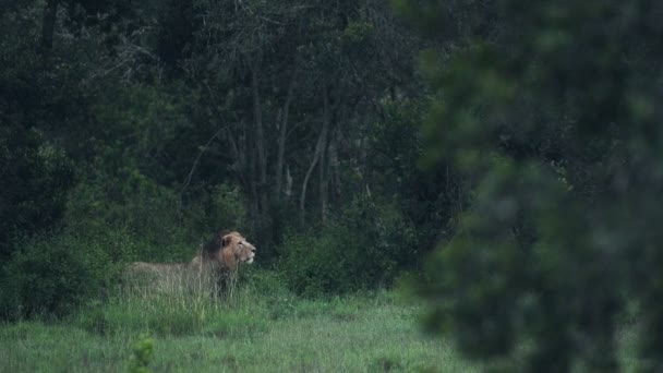 Животное Вида Panthera Leo Обитает Дикой Природе Саванны Кении Широкий — стоковое видео