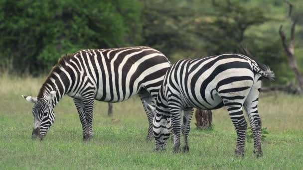 Two Zebra Eating Grass Safari Wildlife Kenya Medium Shot — Stockvideo