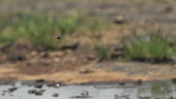 Dragonfly Flying Steadily Its Place Blurry Wilderness Background Kenya Medium — Vídeo de Stock