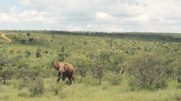 Huge Elephant Eating Fresh Grass Wilderness Sunny Day Kenya Wildlife — Stock Video