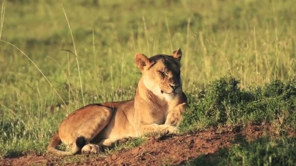 Maneless Barbary Lion Resting Wilderness Kenya Sunny Morning Closeup Shot — 图库视频影像
