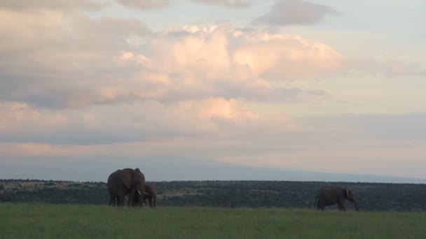 Three African Bush Elephants Grazing Meadow Karama Wilds Laikipia Kenya — Vídeos de Stock