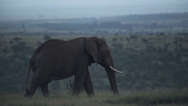 Landscape View Elephant Walking Kenyan Savannah Africa Moody Day — Stockvideo