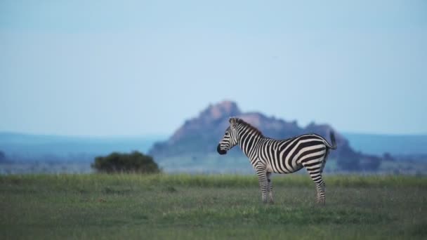 Zebra Standing Walking Grassland Kenyan Savannah Africa Dusk — Stockvideo