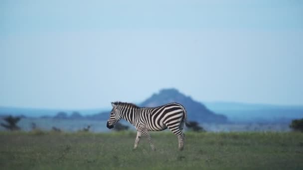 Zebra Walking Alone Savannah Kenya Wide Shot — Stockvideo