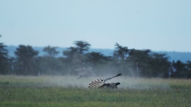 Zebra Turn Casually Walk Forward Savannah Lodge Kenya Wide Shot — Stockvideo