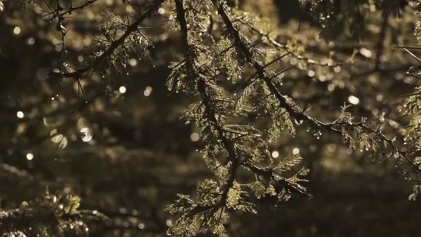 Sunlight Droplets Falling Wet Tree Branches Rain Kenya — Stok video