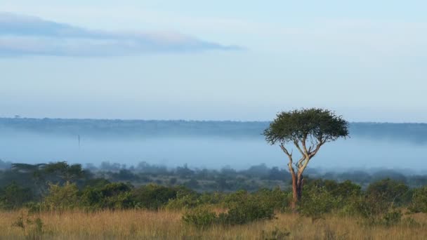 Lone Acacia Tree Dawn Kenya Africa — Vídeos de Stock