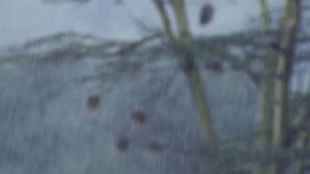 Calming Rain Falling Rainy Season Bad Weather Kenya Close — ストック動画