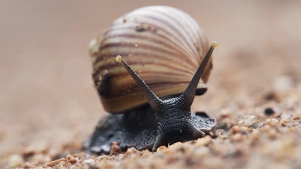 Land Snail Crawling Slowly Muddy Ground Kenya Africa — Vídeo de Stock
