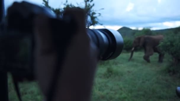 Photographer Taking Pictures Wild Elephant Walking Bush Kenya Africa — Stockvideo