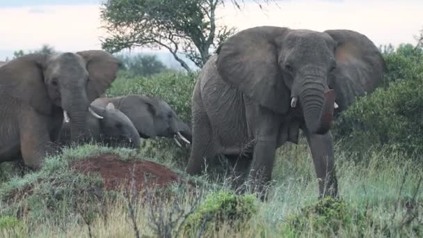 Herd African Bush Elephants Walking Slowly Meadow Kenya Medium Shot — Stockvideo
