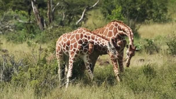 Two Wild Giraffes Fighting Bush Kenya Africa — Vídeos de Stock