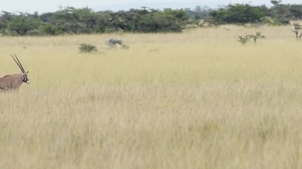 Landscape View Wild Oryx Gazelle Walking Savannah Kenya Africa — Stock videók
