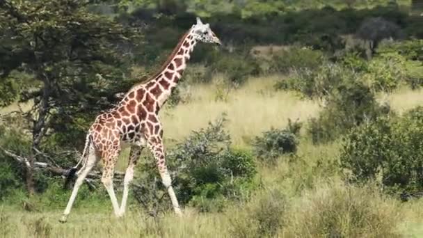 Giraffe Walking Alone Savannah Sosian Wildlife Kenya Medium Shot — Vídeos de Stock
