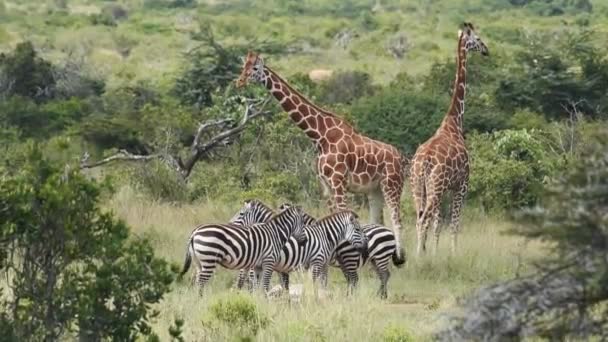 Wild Giraffes Zebras Standing Bush Kenya Africa — Video Stock