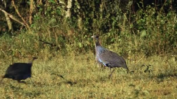 Vulturine Guineafowls Walking Kenyan Savannah Africa — Wideo stockowe