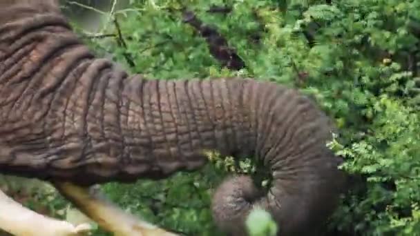 Strong Elephant Trunk Grabbing Plant Leaves Food Kenya Sosian Wildlife — Vídeos de Stock