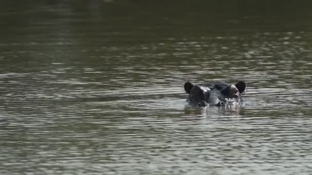 Wild Hippopotamus Submerging River Kenyan Savannah Africa — Stockvideo