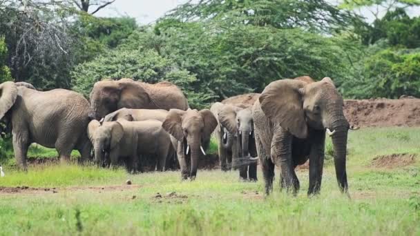 Wild Male Elephant Protecting Females Babies Grassland Bush Kenya Africa — Stockvideo