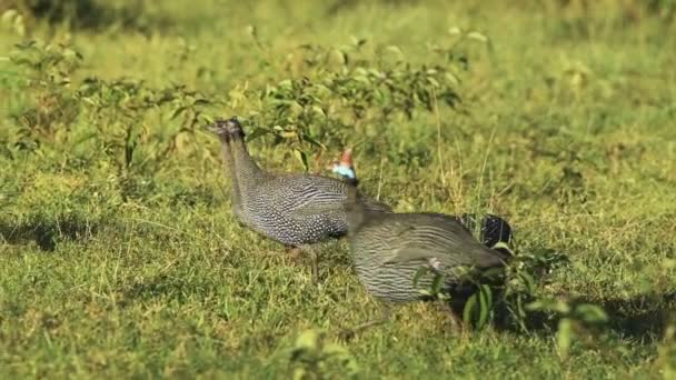 Helmeted Guineafowls Running Green Grassy Field Sosian Wildlife Kenya Closeup — Video Stock