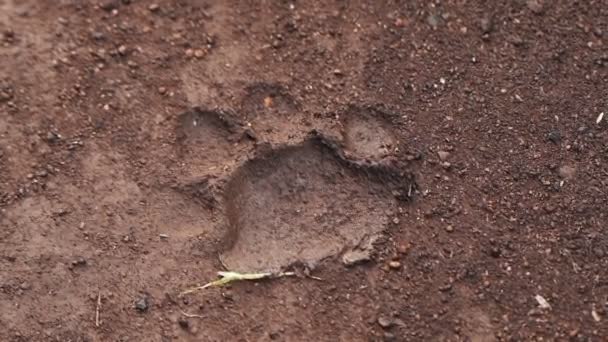 Clear Footprint Lion Muddy Ground Sosian Lodge Laikipia Kenya Medium — Stockvideo