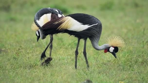 Crowned Cranes Eating Grassland Kenyan Savannah Africa — Stockvideo