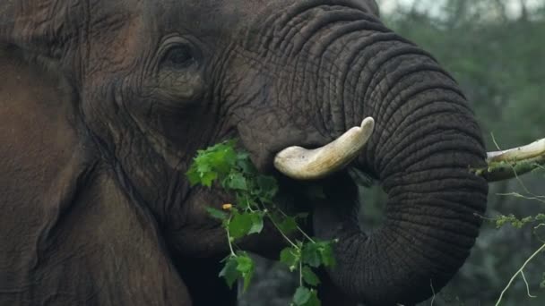 Wild Elephant Eating Tree Kenyan Bush Africa — Vídeos de Stock