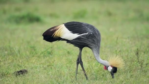 Single Grey Crowned Crane Eating Grass Sosian Lodge Kenya Medium — Stockvideo