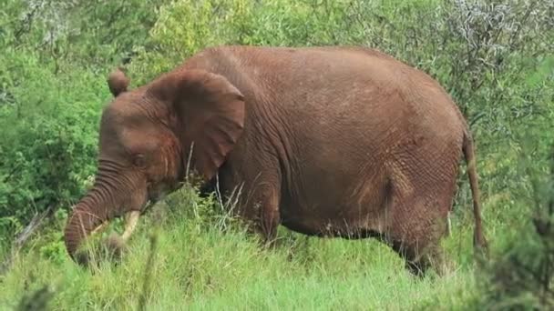 Slow Motion Wild Elephant Eating Kenyan Bush Africa — Stockvideo